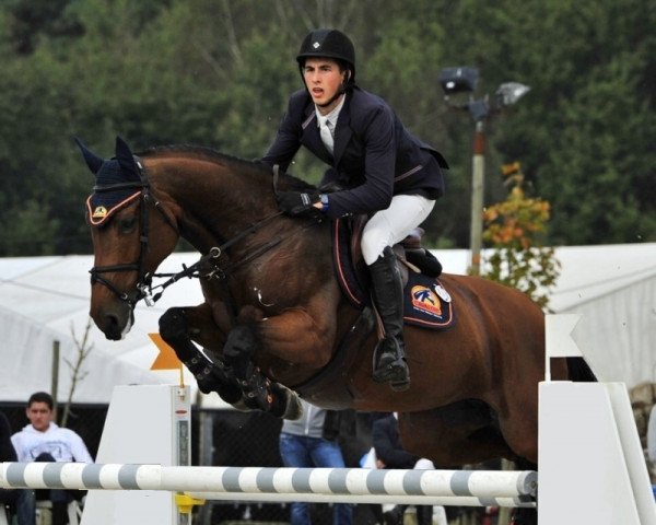 broodmare Carla de Kalvarie Z (Zangersheide riding horse, 2005, from Crown Z)