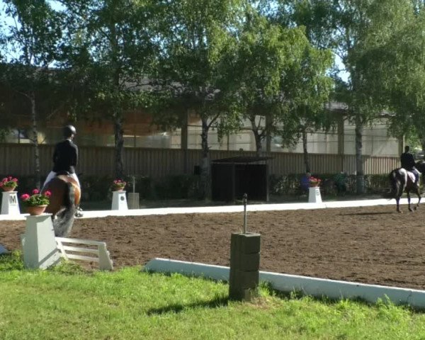 Reitturnier Wiesloch 2019