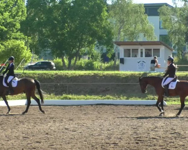 Reitturnier Wiesloch 2019