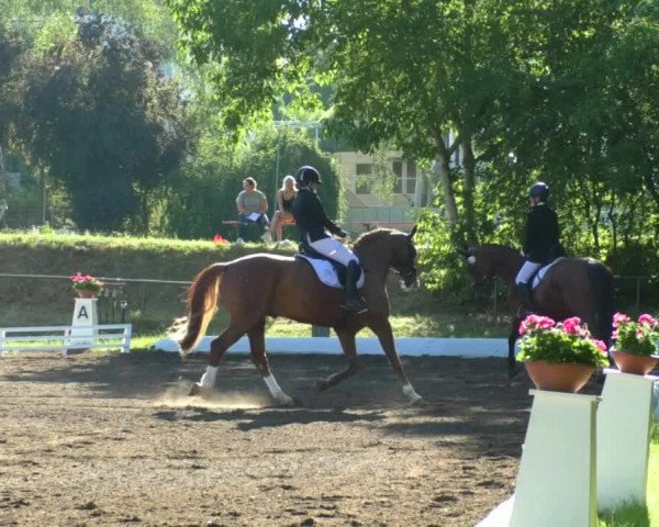 Reitturnier Wiesloch 2019
