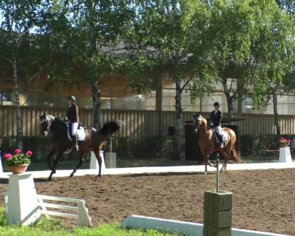 Reitturnier Wiesloch 2019