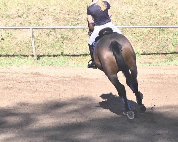 Reitturnier Wiesloch 2019