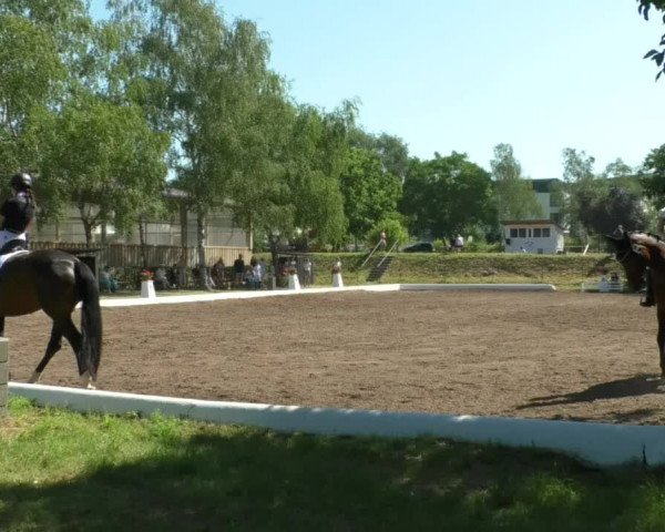 Reitturnier Wiesloch 2019