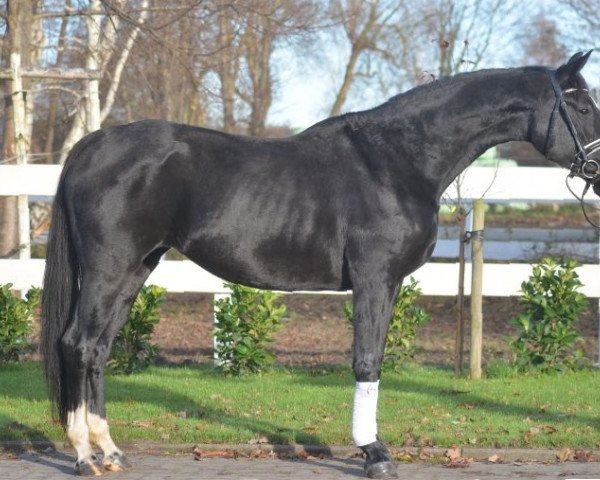 Pferd qsr (Hannoveraner, 2012, von Quasar de Charry)
