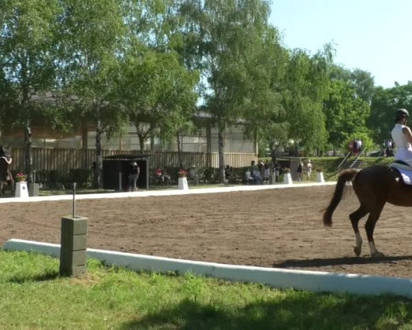 Reitturnier Wiesloch 2019