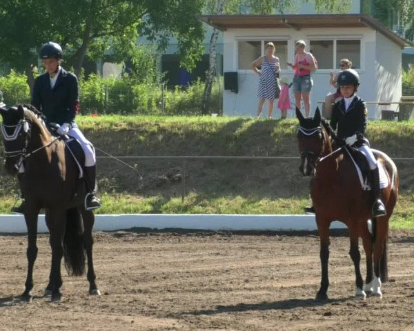 Reitturnier Wiesloch 2019
