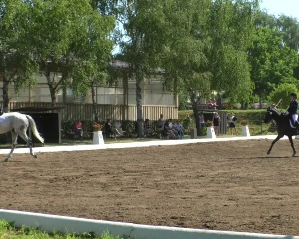 Reitturnier Wiesloch 2019
