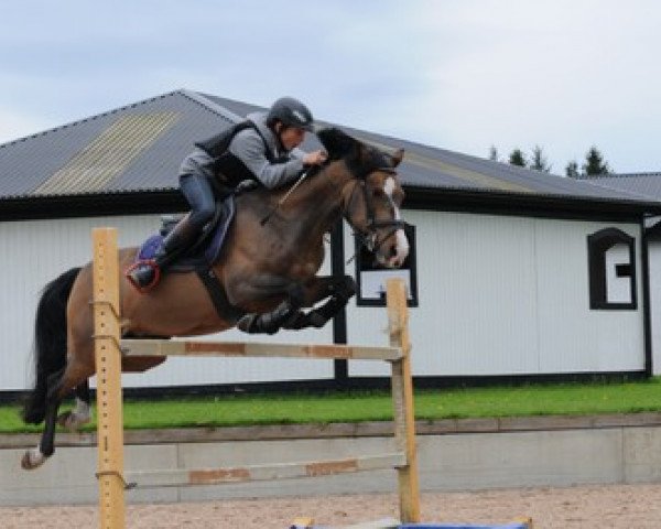 jumper Viander Littleton (German Riding Pony, 1996, from Vivaldi)