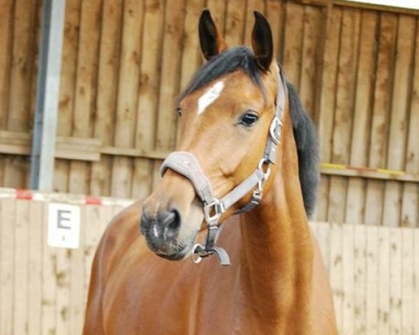 broodmare Destina Bella (Holsteiner, 2011, from Lantino 25)