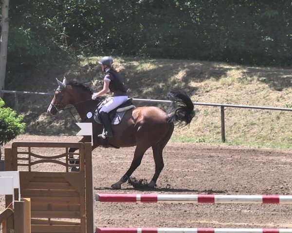 Reitturnier Wiesloch 2019