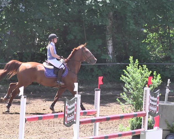 Reitturnier Wiesloch 2019