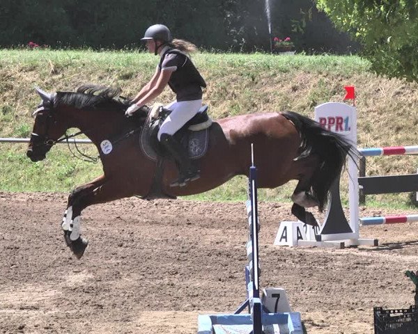 Equestrian Show Wiesloch 2019