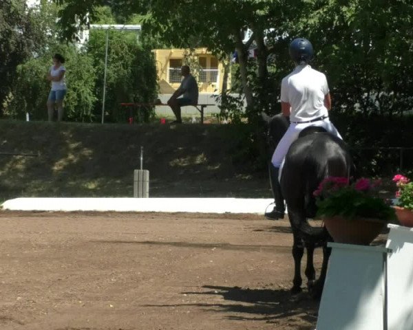 Reitturnier Wiesloch 2019