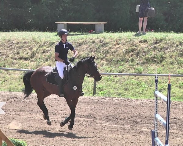 Reitturnier Wiesloch 2019