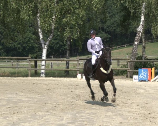 Reitturnier Schwerte-Gut Kückshausen 2019