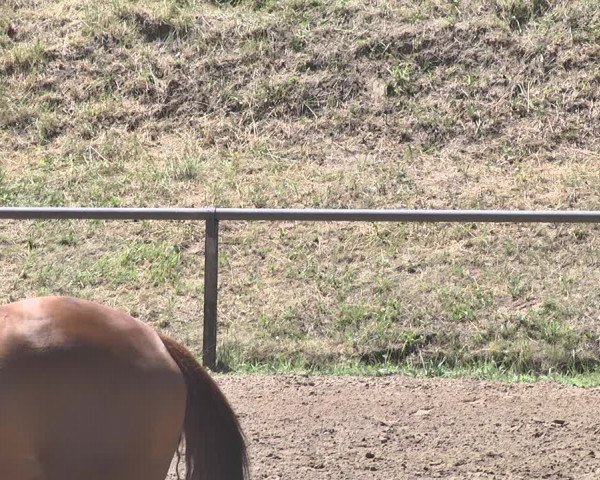 Reitturnier Wiesloch 2019