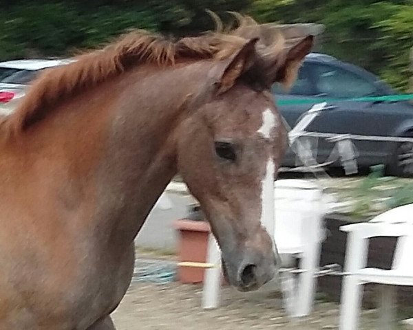 jumper Picare de Polar (Trakehner, 2016, from Icare d'Olympe AA)