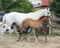Fattrice Pandora (Trakehner, 1998, di Balisto)
