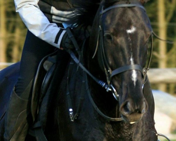 dressage horse Bellboy (Mecklenburg, 2006, from Betel xx)