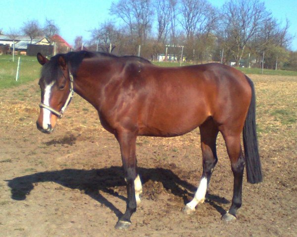 Zuchtstute Mona (Mecklenburger, 2004, von Monazit)