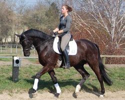 dressage horse Edward 43 (Trakehner, 2005, from Samarkand)