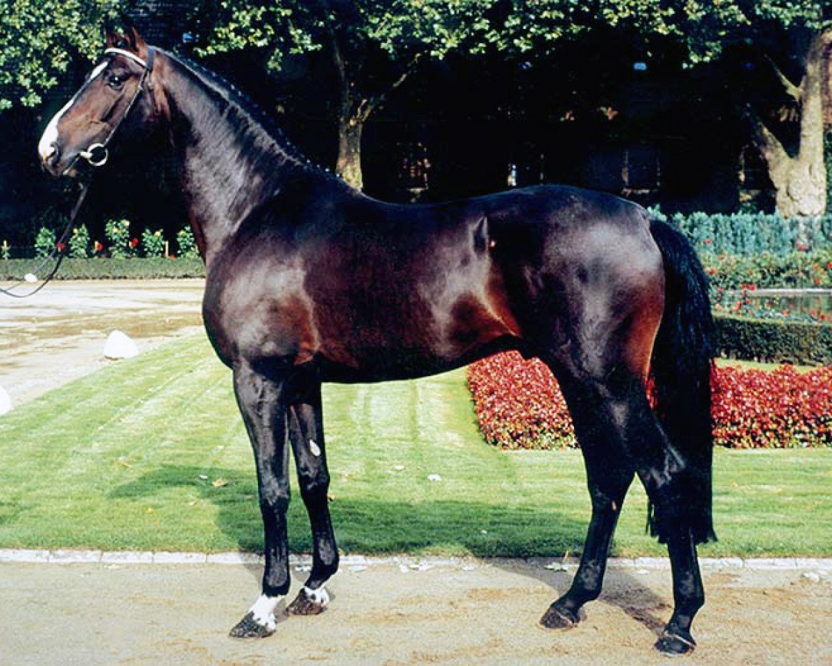 Deckhengst Jacquare (Rheinländer, 1991, von Mephistopheles)