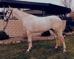 dressage horse Orlando 295 (Trakehner, 2012, from Solar)