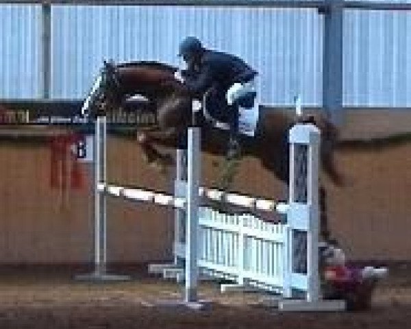 horse Breitenau (Trakehner, 1999, from Marduc)