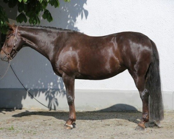 broodmare Funkenmarie 6 (Bavarian, 2005, from Don Schufro)