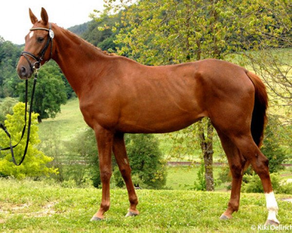 horse Twina (Trakehner, 2010, from Hope of Heaven)