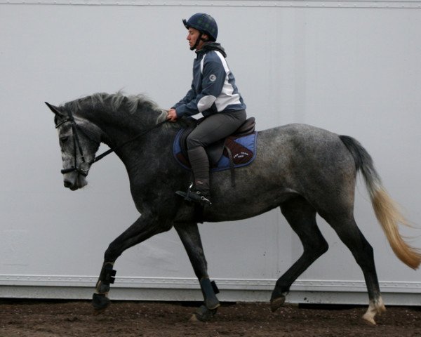 dressage horse Avalanche 13 (Holsteiner, 2008, from Quintero)
