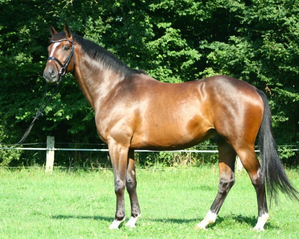 horse Timberlane (Trakehner, 2006, from Exclusiv)