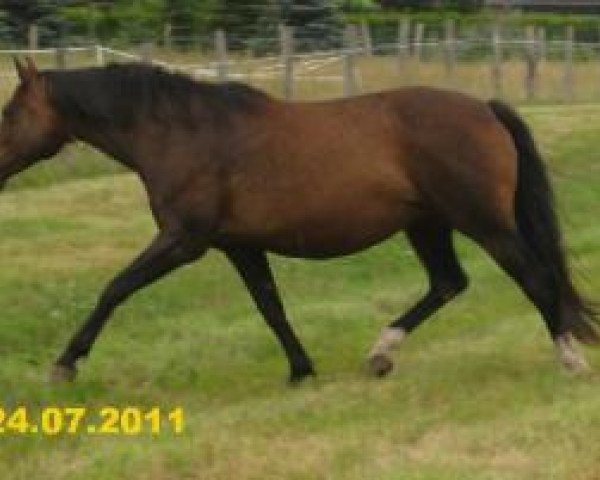horse Vrizzante Benz (Trakehner, 1998, from Vivus)