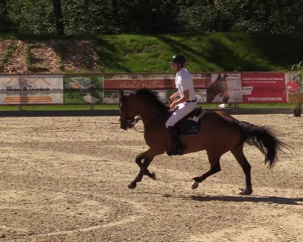 Reitturnier Höven 2019