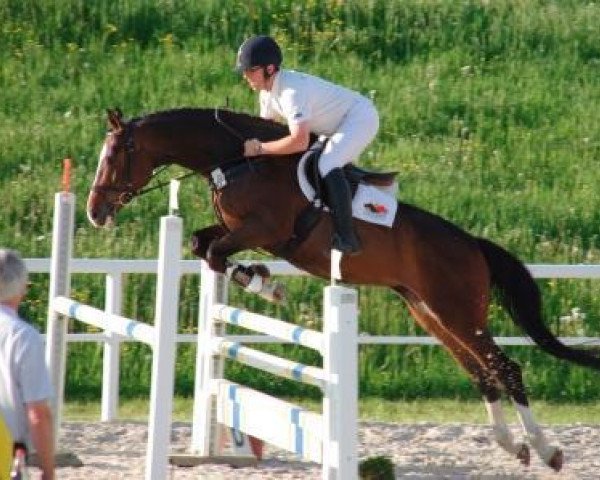 Springpferd Don Angelo GE (Württemberger, 2007, von Del Martino)
