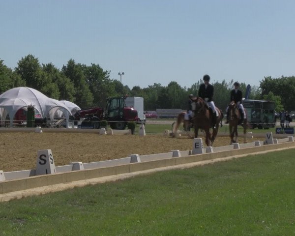 Reitturnier Vorsfelde 2019