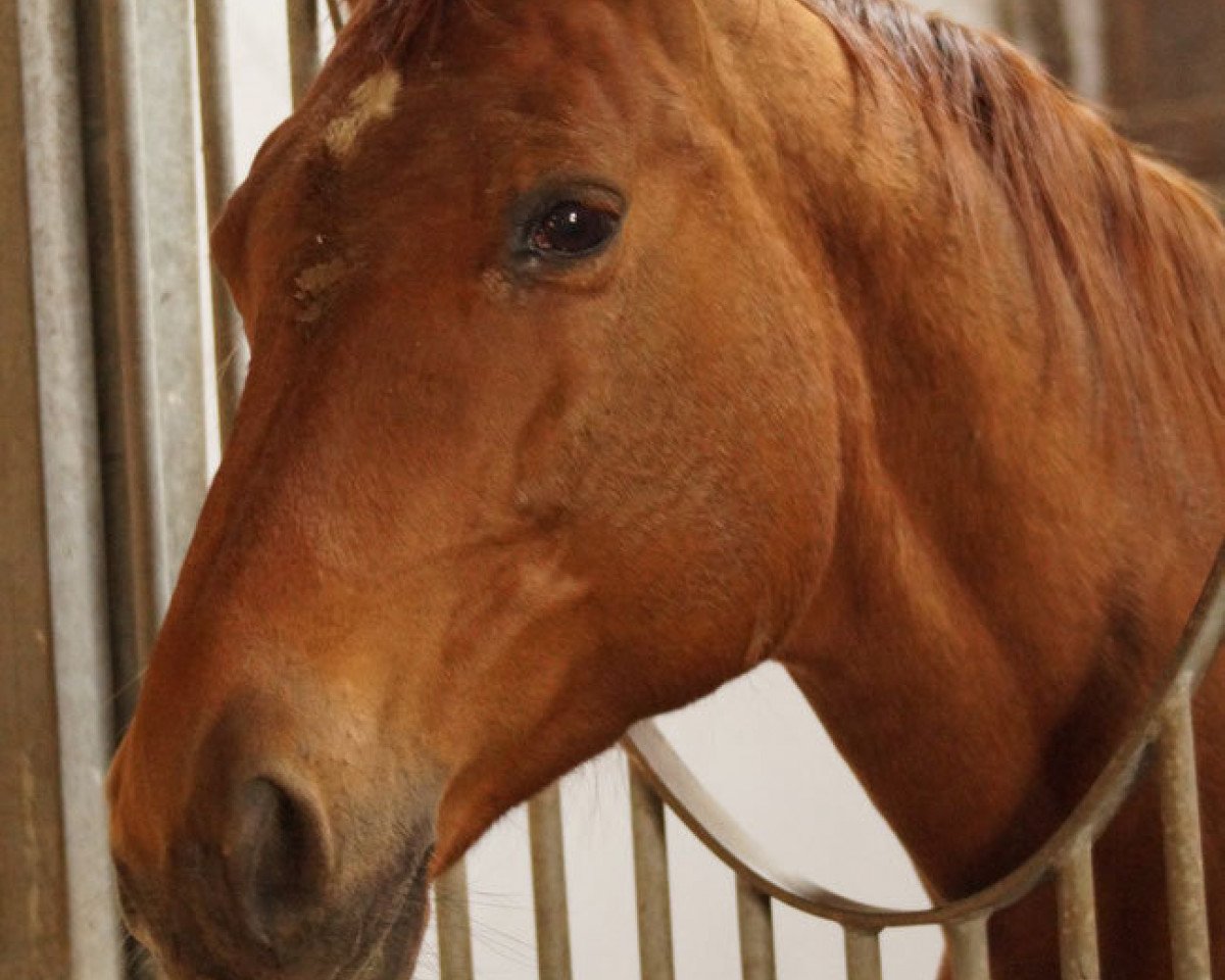 Fattrice Stradivari II (Trakehner, 1996, di Kostolany)