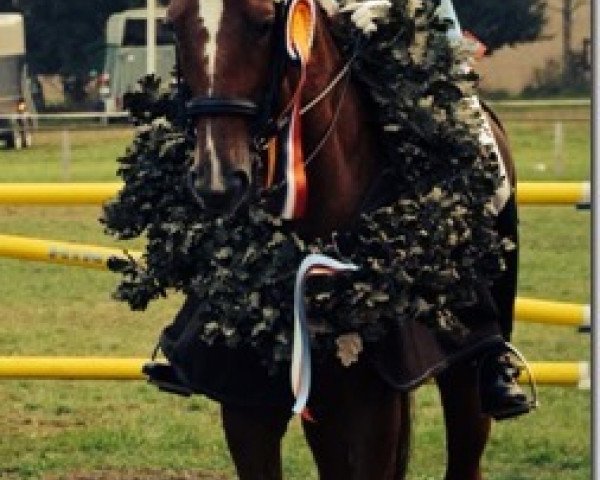 Dressurpferd Indian Dream 12 (Trakehner, 2004, von Hoftänzer) Dressurpferd Indian Dream 12 (Trakehner, 2004, von Hoftänzer)