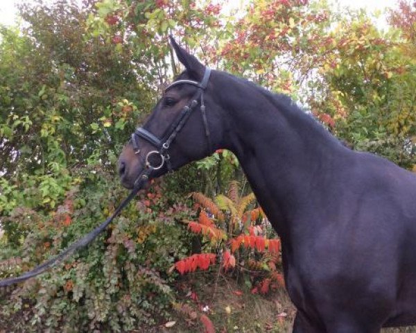 horse Santiano 29 (Trakehner, 2011, from Herbstklang)
