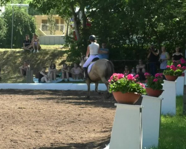 Reitturnier Wiesloch 2019