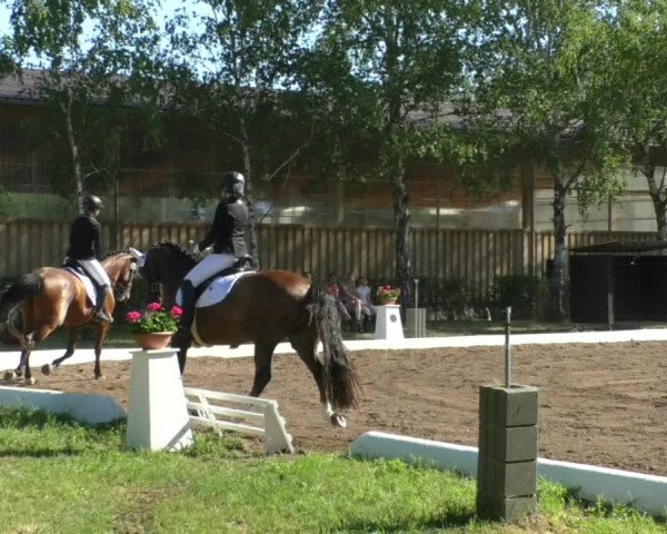 Reitturnier Wiesloch 2019