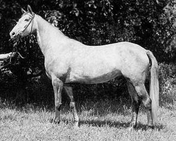 broodmare Palma (Trakehner, 1969, from Morgenglanz) broodmare Palma (Trakehner, 1969, from Morgenglanz)