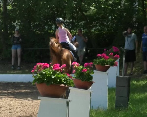 Reitturnier Wiesloch 2019