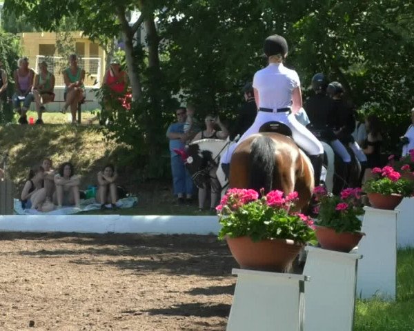 Reitturnier Wiesloch 2019