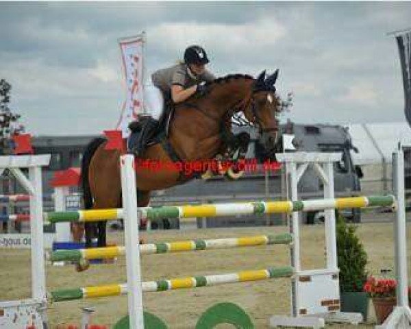 jumper Curtis 49 (Hessian Warmblood, 2005, from Cheenook)