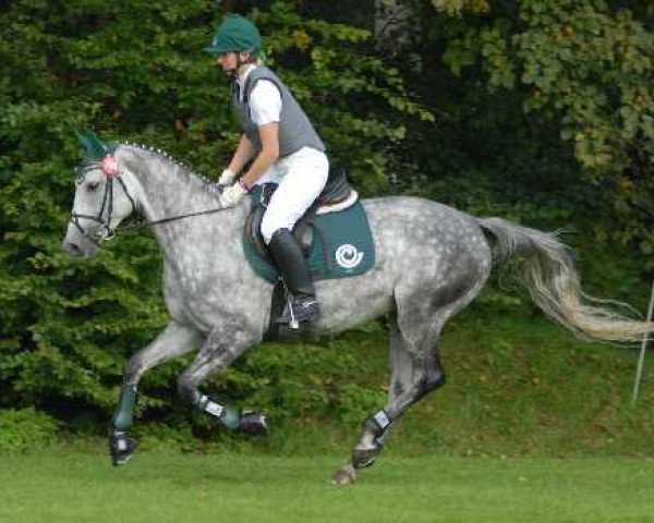 broodmare Raisa II (Trakehner, 2002, from Guzzi)