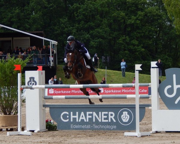broodmare Quick Step 53 (Westphalian, 2006, from Quidam's Rubin)