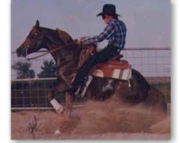 stallion Abidon ox (Arabian purebred, 1987, from Muscat 1971 ox)