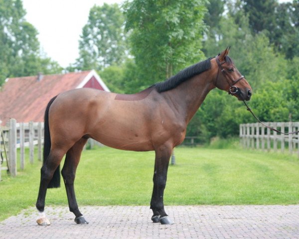 Springpferd Ryan Star du Rezidal (Belgium Sporthorse, 2001, von Quick Star)