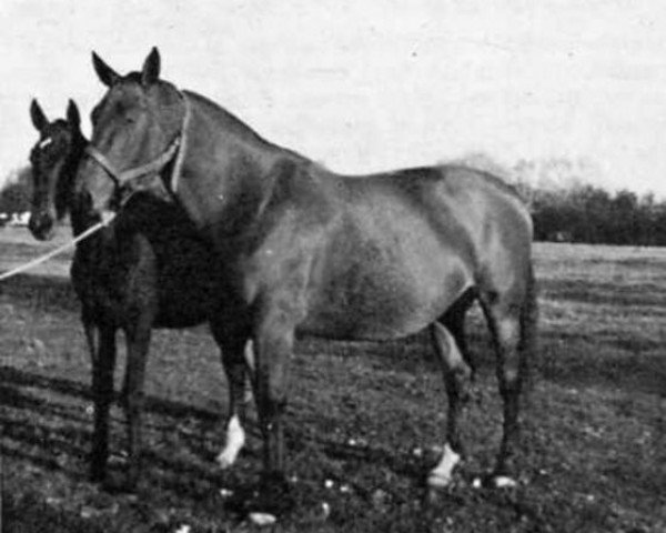 Zuchtstute Ossuna (Selle Français, 1958, von Gagne Si Peu AN) Zuchtstute Ossuna (Selle Français, 1958, von Gagne Si Peu AN)